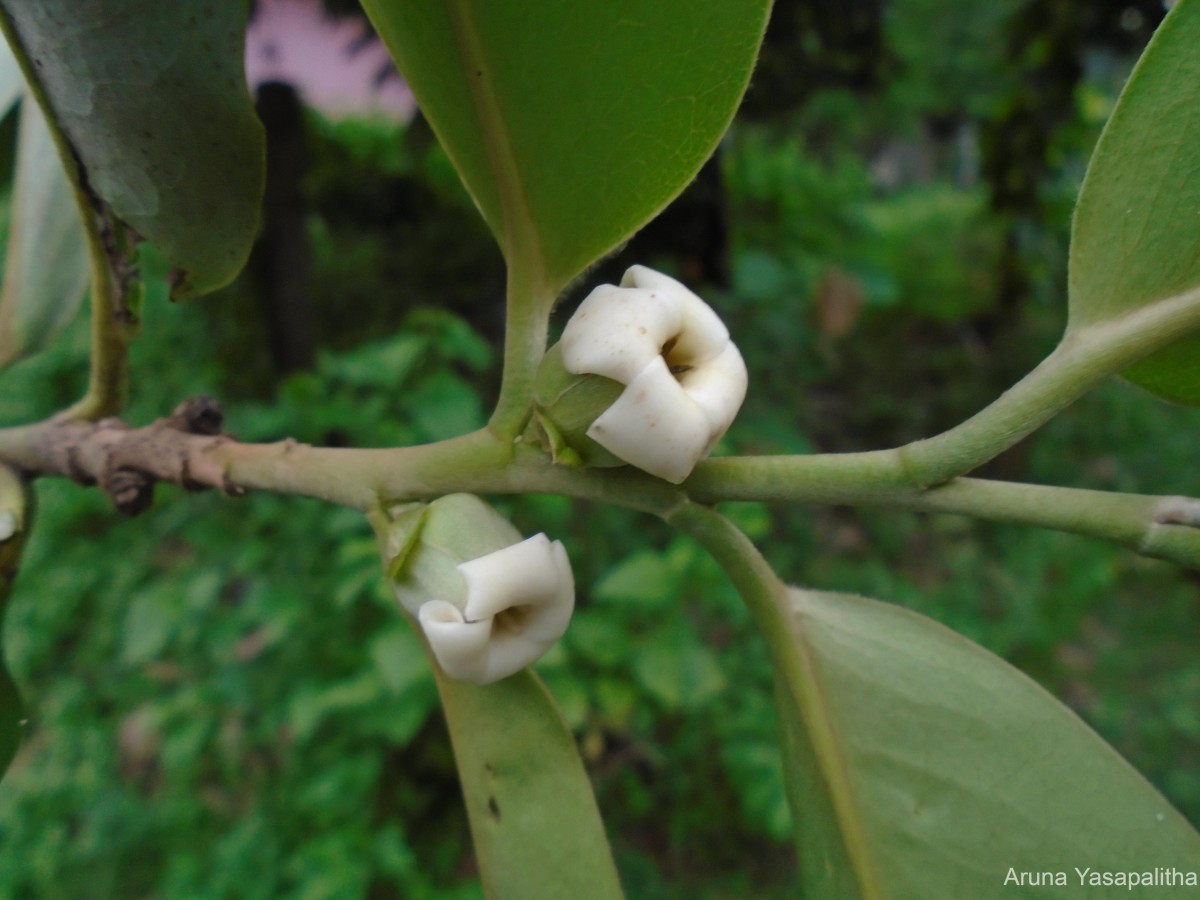 Diospyros blancoi A.DC.